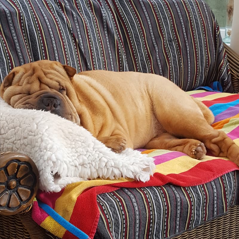 A fawn Shar Pei and a small white fluffy dog asleep together on a striped armchair