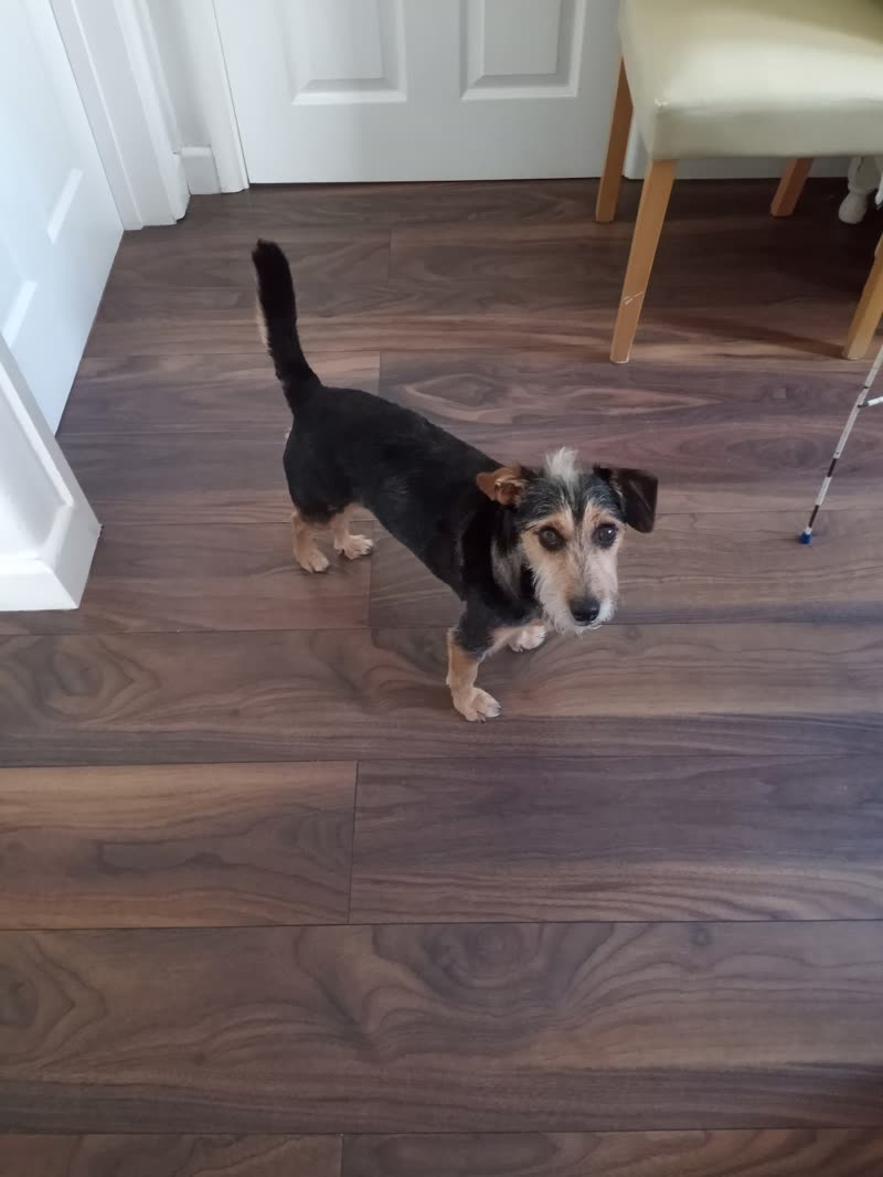 A small black-and-tan terrier cross standing on a wooden hallway floor at home