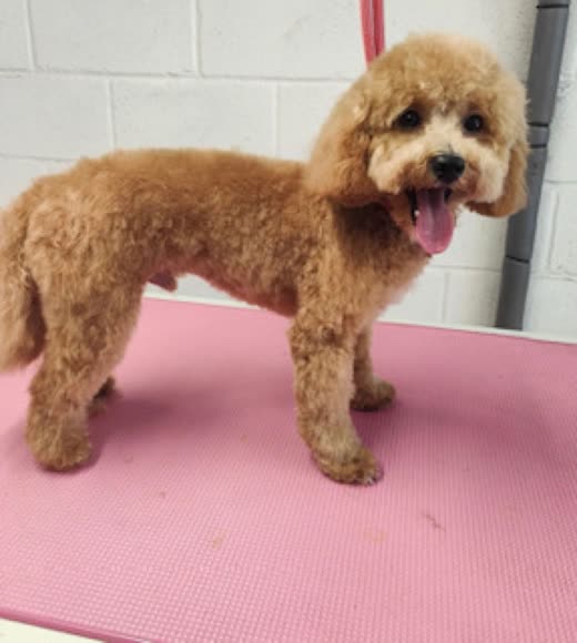 A freshly groomed apricot cockapoo standing on a pink grooming mat, tongue out