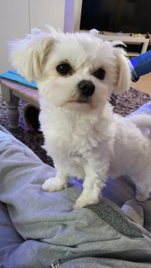 A white Bichon-type dog with a clean, neatly scissored face trim