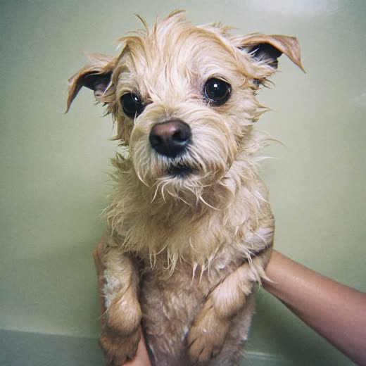 A small dog mid-bath, coat wet and soapy